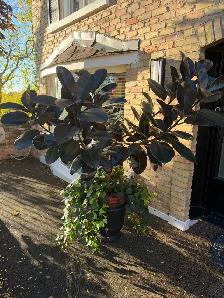 Tropical Mature Plants/Trees - Photo 2