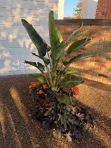 Tropical Mature Plants/Trees - Photo 3