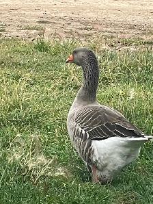 A beautiful goose - Photo 2
