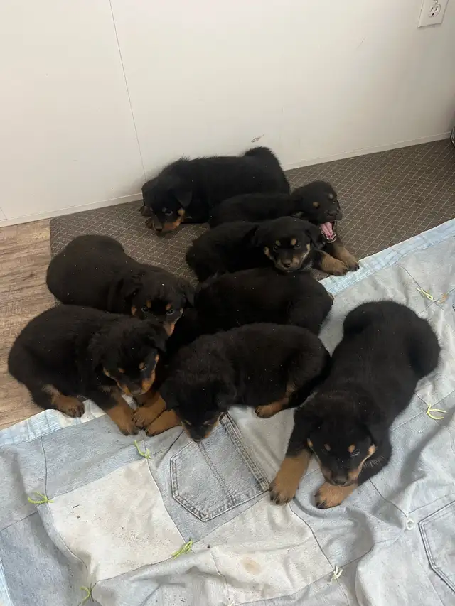 Rottweiler puppies
