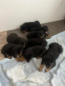Rottweiler puppies