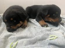 Rottweiler puppies - Photo 2