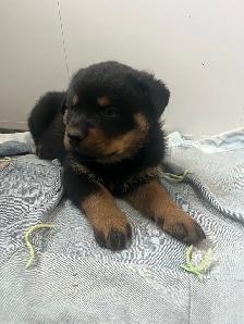 Rottweiler puppies - Photo 3