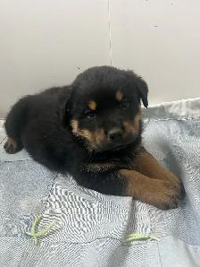 Rottweiler puppies - Photo 4