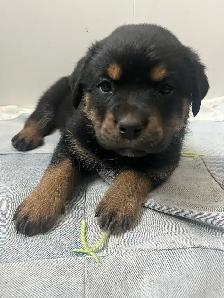 Rottweiler puppies - Photo 5