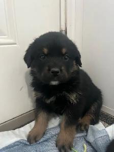 Rottweiler puppies - Photo 6