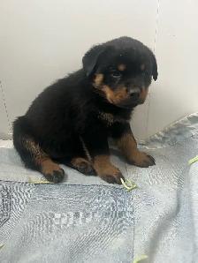 Rottweiler puppies - Photo 7
