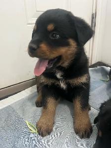 Rottweiler puppies - Photo 8