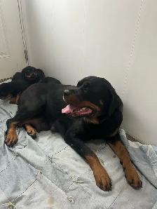 Rottweiler puppies - Photo 9