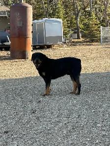 Rottweiler puppies - Photo 10