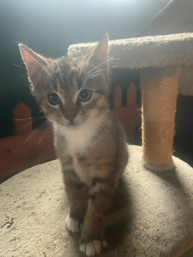 Friendly kitten for sale