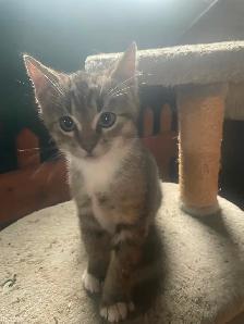 Friendly kitten for sale