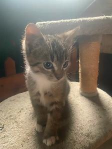 Friendly kitten for sale - Photo 2