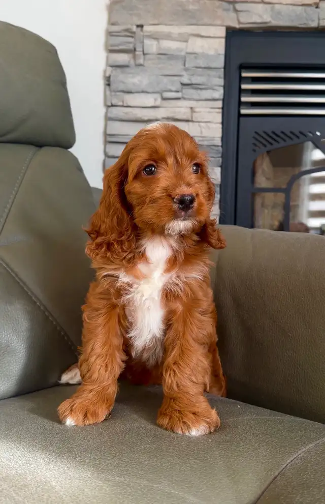 RED cockapoo puppy (cocker spaniel x poodle) chiot