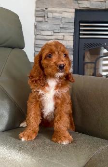 RED cockapoo puppy (cocker spaniel x poodle) chiot