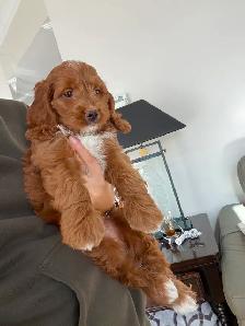 RED cockapoo puppy (cocker spaniel x poodle) chiot - Photo 2