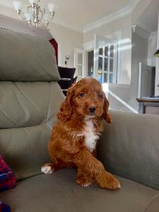 RED cockapoo puppy (cocker spaniel x poodle) chiot - Photo 3