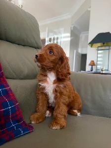 RED cockapoo puppy (cocker spaniel x poodle) chiot - Photo 4