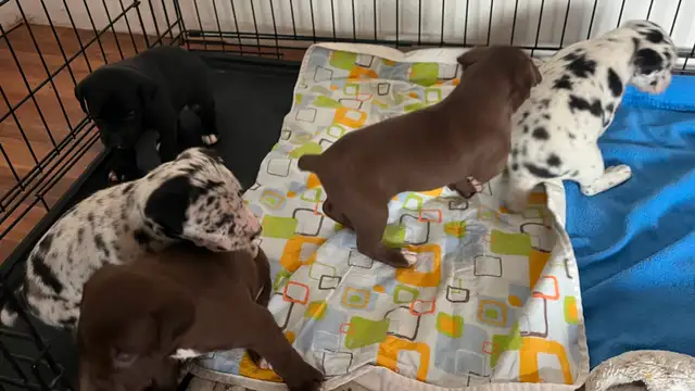 Hangin Tree cowdogs