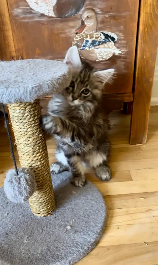Maincoon chatons