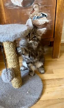 Maincoon chatons