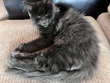 Maincoon chatons - Photo 2