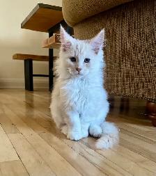 Maincoon chatons - Photo 3