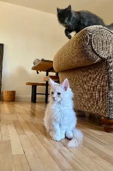 Maincoon chatons - Photo 4