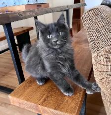 Maincoon chatons - Photo 5