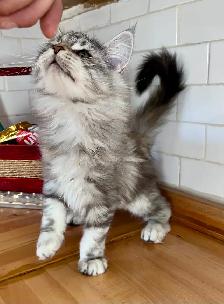 Maincoon chatons - Photo 6