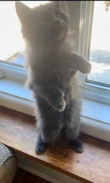Maincoon chatons - Photo 7