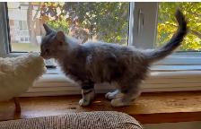 Maincoon chatons - Photo 8