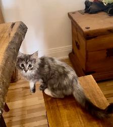 Maincoon chatons - Photo 9