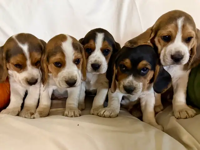 Beautiful Beagle puppies