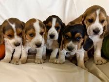 Beautiful Beagle puppies