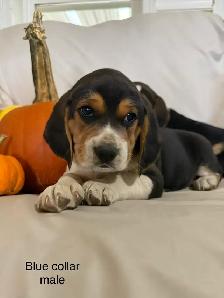 Beautiful Beagle puppies - Photo 2