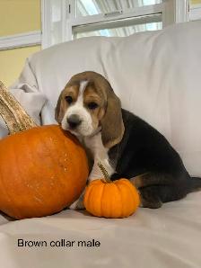 Beautiful Beagle puppies - Photo 3