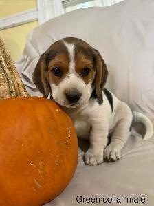 Beautiful Beagle puppies - Photo 4