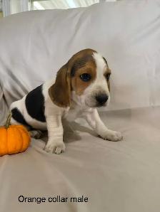 Beautiful Beagle puppies - Photo 5