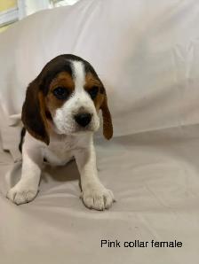 Beautiful Beagle puppies - Photo 6