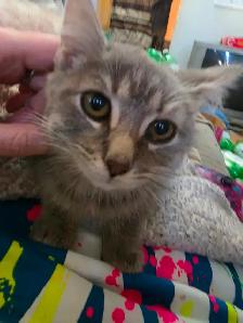 Chaton femelle