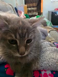 Chaton femelle - Photo 2