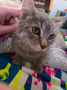 Chaton femelle - Photo 3