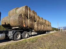 Cow hay - grass alfalfa rounds