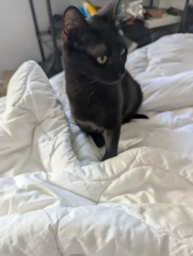 Domestic Shorthair Cat
