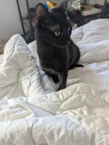 Domestic Shorthair Cat