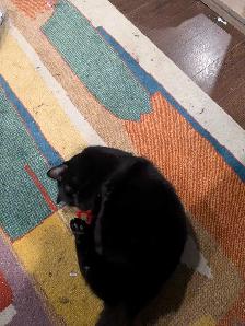 Domestic Shorthair Cat - Photo 2