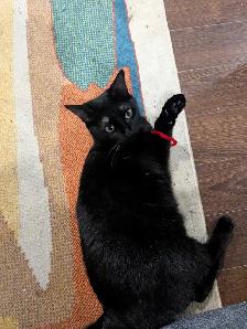 Domestic Shorthair Cat - Photo 3