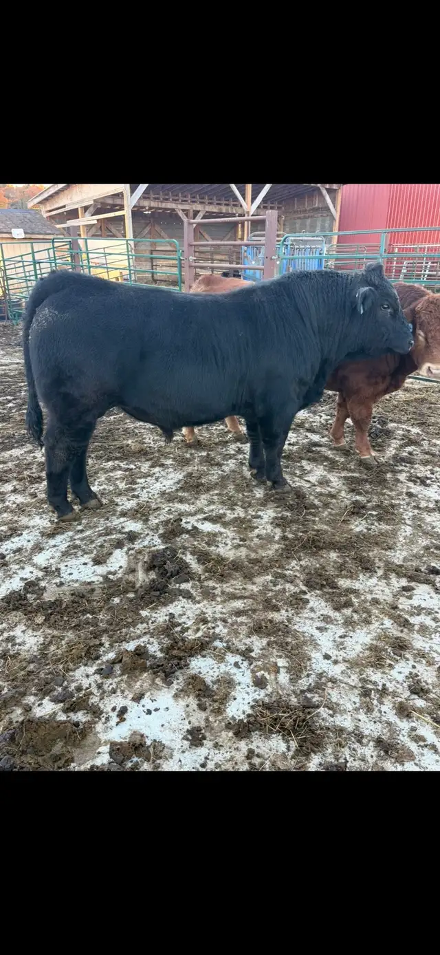 Limousin Registered Bull