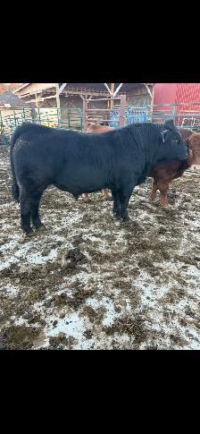 Limousin Registered Bull